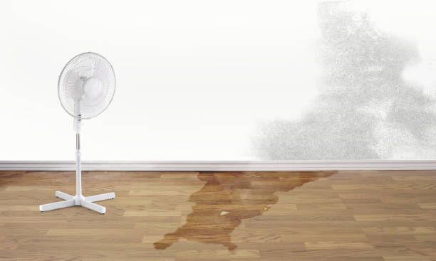 Best Professional water damage repair  in Elko, NV